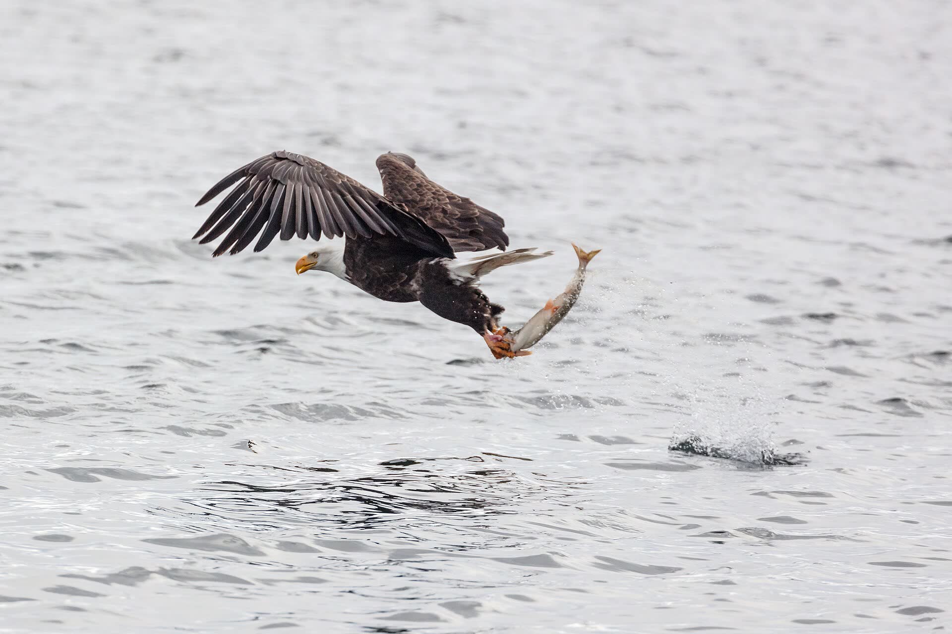 Bald eagle fishing