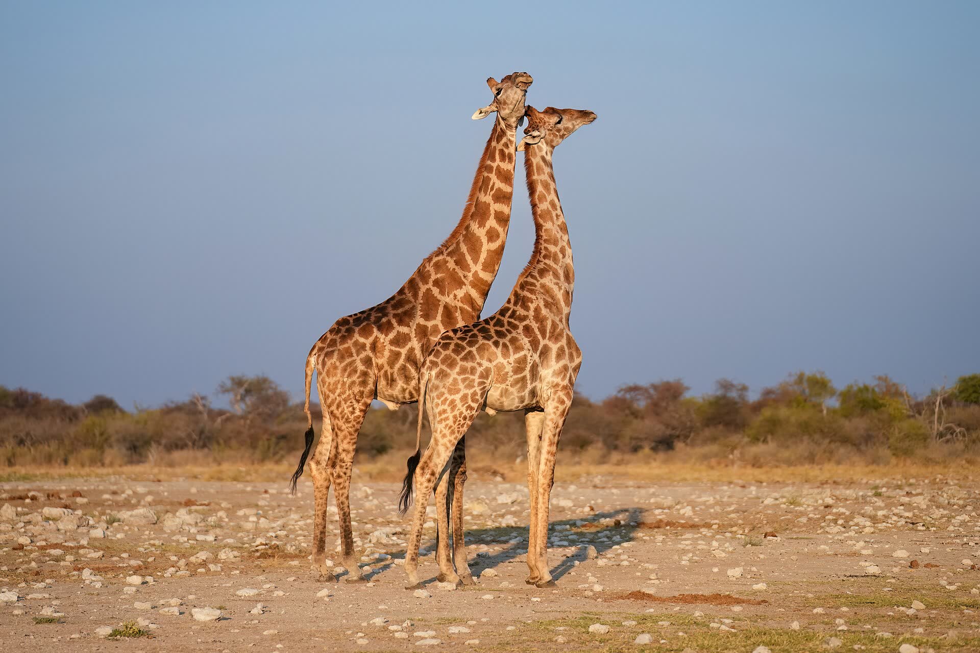 Giraffes at sunset