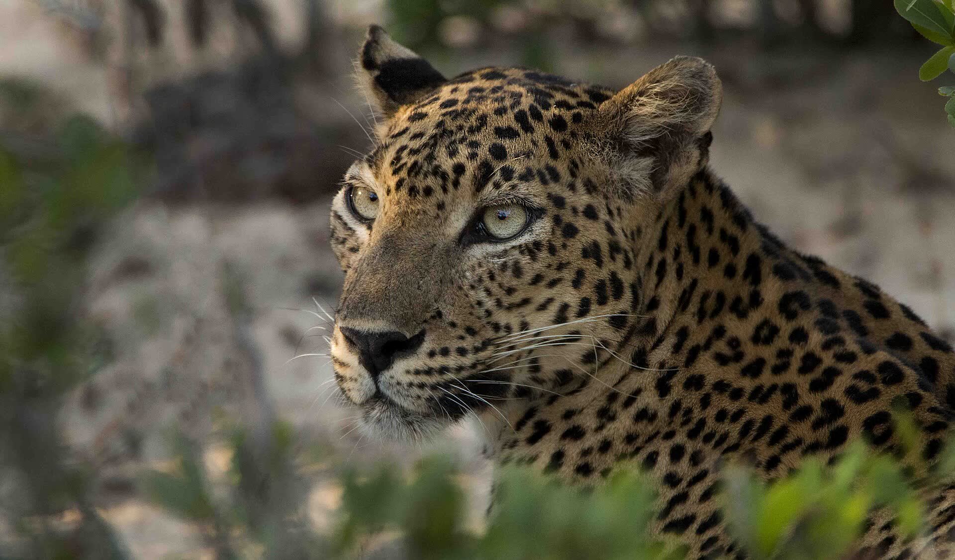 Leopard close-up