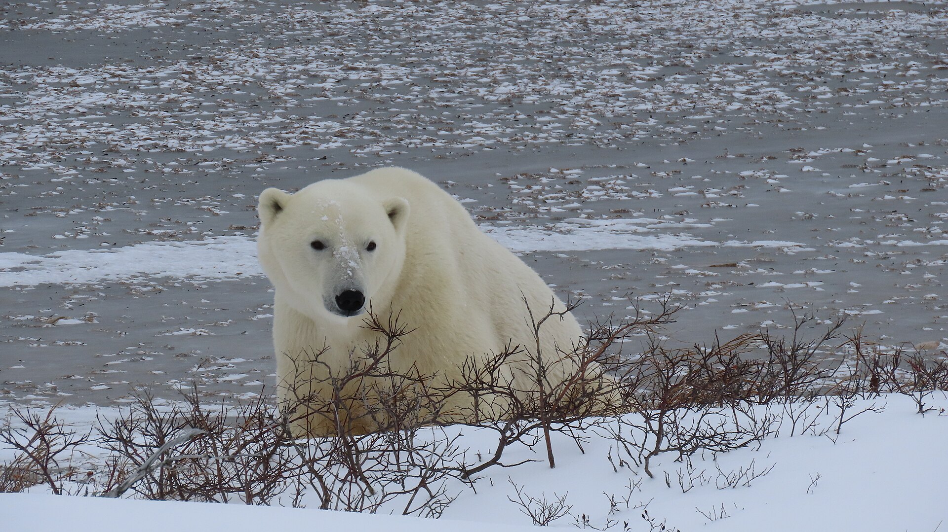 Polar bear on snow