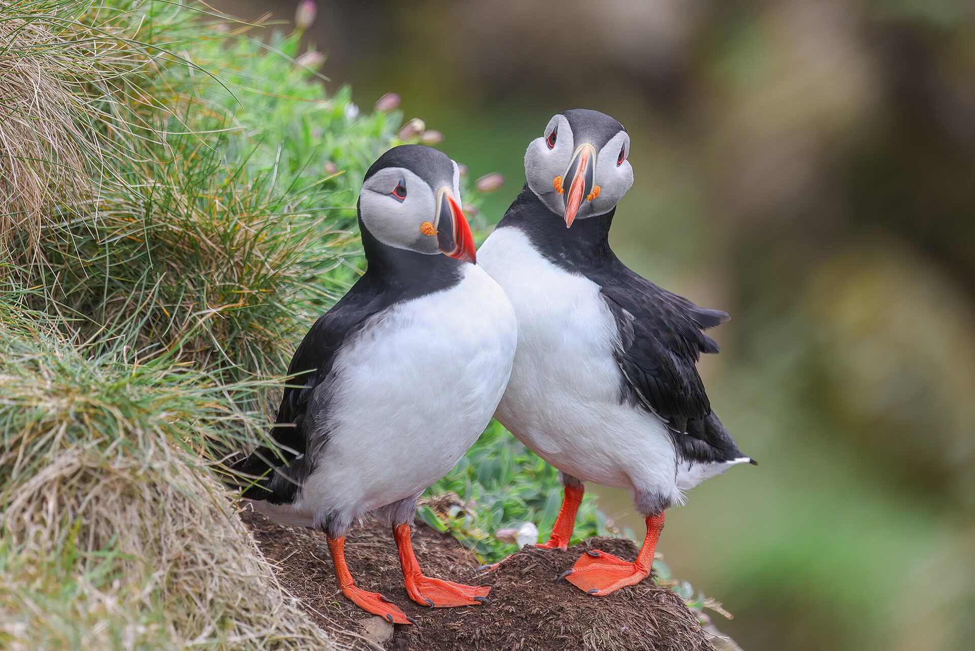 Two puffins together